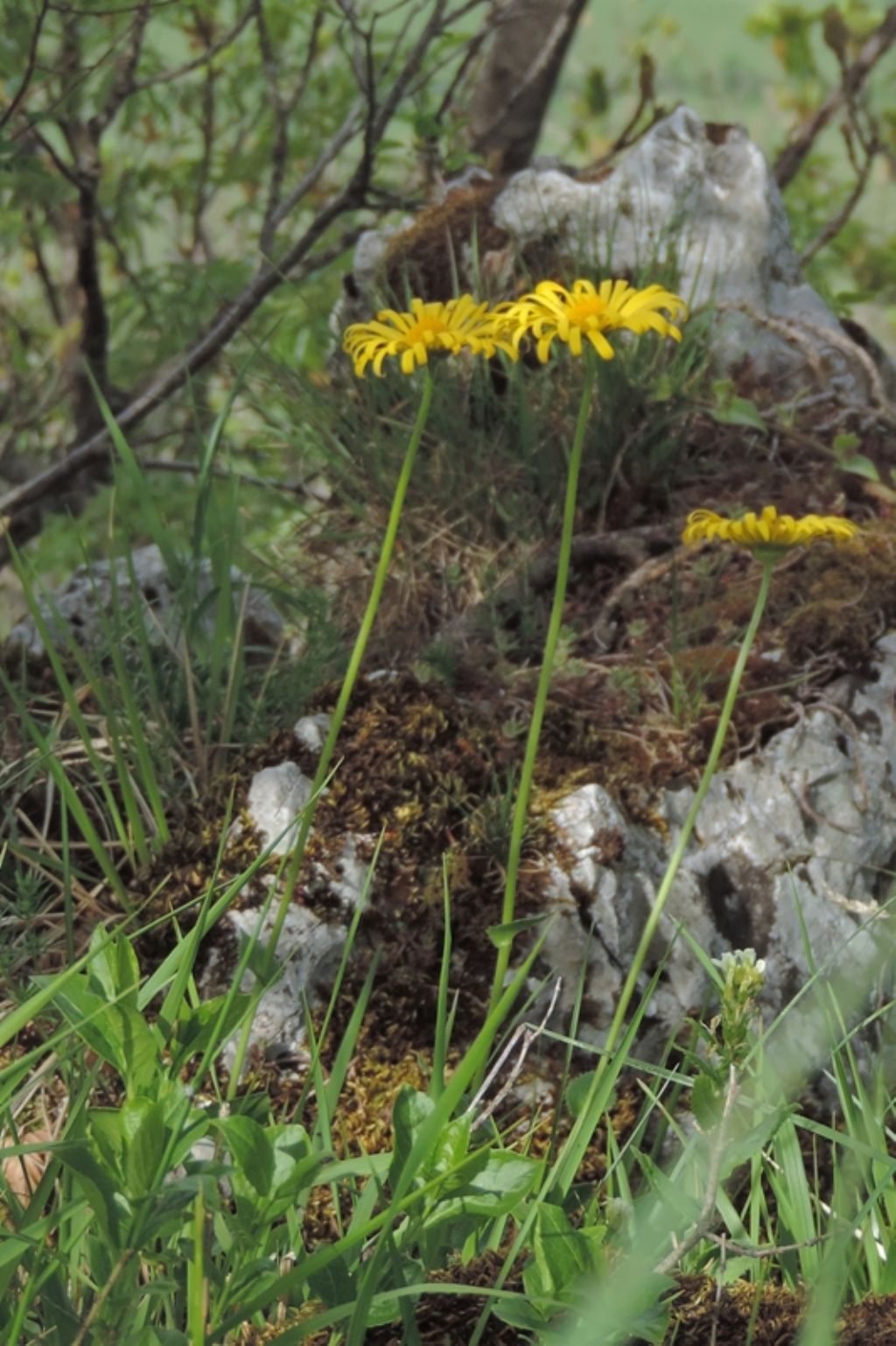 fiore molto alto - Doronicum sp.